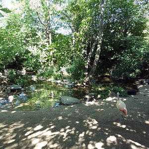 Tropical America - Chilean Flamingo/White-Faced Whistling Duck/Chiloe Wigeo