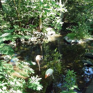 Tropical America - Chilean Flamingo/White-Faced Whistling Duck/Chiloe Wigeo
