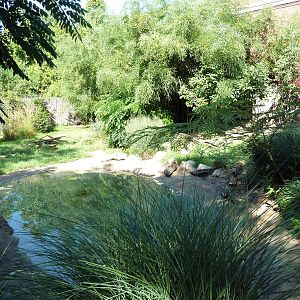 Tropical America - Giant Anteater Exhibit