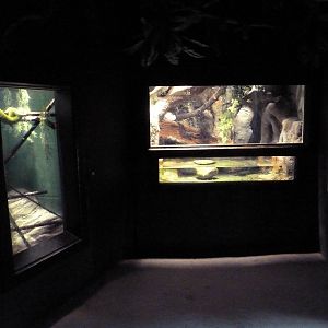 Tropical America - Mini-Rainforest Building - Green Anaconda + Tree Boa Exh