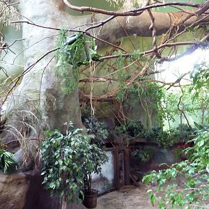 Tropical America - Mini-Rainforest Building