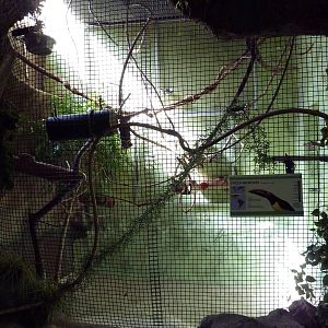 Tropical America - Mini-Rainforest Building - Green Aracari Exhibit