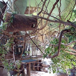 Tropical America - Mini-Rainforest Building