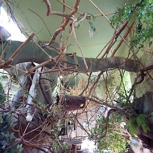 Tropical America - Mini-Rainforest Building