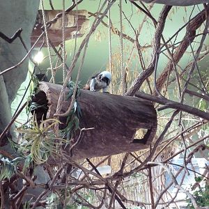 Tropical America - Mini-Rainforest Building