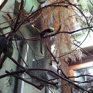 Tropical America - Mini-Rainforest Building