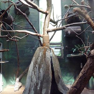 Tropical America - Mini-Rainforest Building