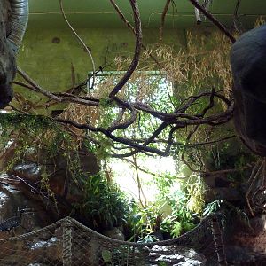 Tropical America - Mini-Rainforest Building