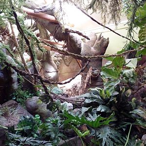 Matschie's Tree Kangaroo Exhibit
