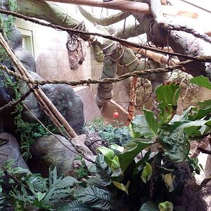 Matschie's Tree Kangaroo Exhibit