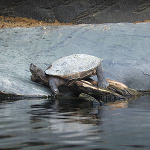 Asian Pond Turtle
