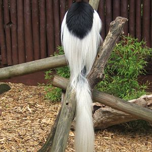 Black and White Colobus (Colobus gueraza caudatus)