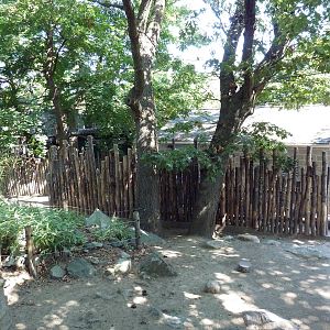Babirusa Exhibit