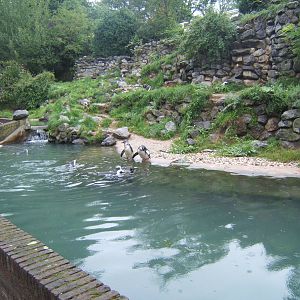 Penguin enclosure