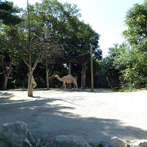 Dromedary Camel Exhibit