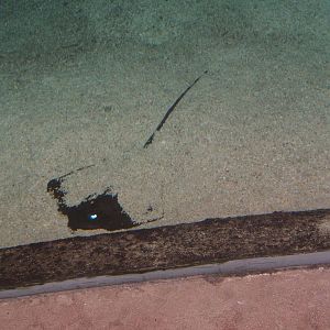 Grey Stingray (Dasytis kuhlii)