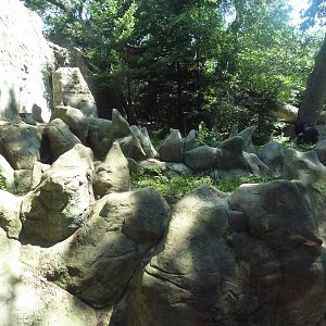 Asiatic Black Bear Exhibit