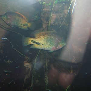 Nicaragua Cichlid (Cichlasoma nicarguense)