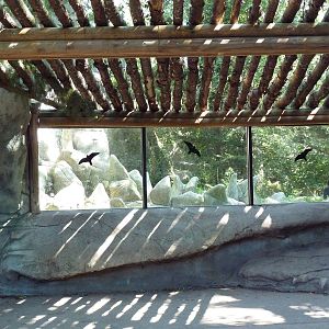 Asiatic Black Bear Exhibit