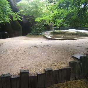 Pygmy Hippo enclosure