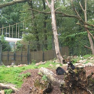 View of Sun Bear and Binturong in Rimba