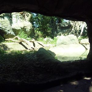 Asiatic Black Bear Exhibit