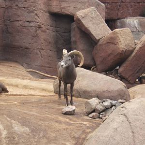 Californain Big Horn Sheep