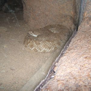 Red Diamond-backed Rattlesnake