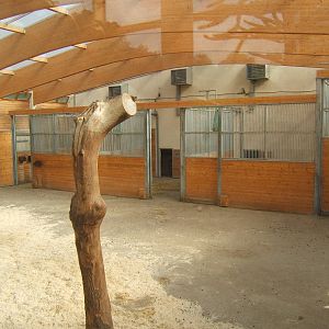 View of inside new Giraffe House