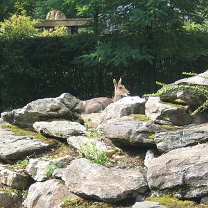 Southern Mountain Reedbuck