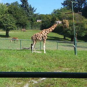 Baringo in the old enclosure