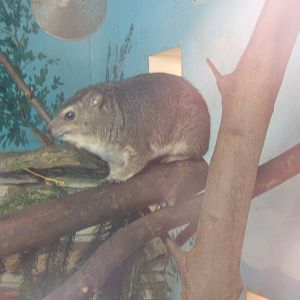 Bush Hyrax (Heterohyrax brucei)