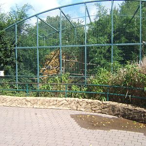Trumpter Hornbill Aviary