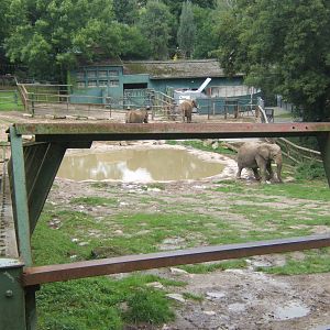View of African Elephant enclosure
