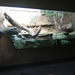 Indoor Asian Short-clawed Otter enclosure