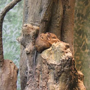 Short-eared Elephant Shrew