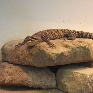 Glauerts Goanna