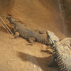 Giant Girdled Lizard