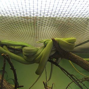 Argentine Long-nosed Tree Snake