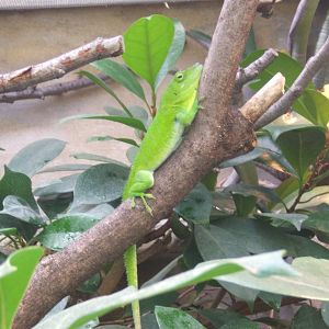 Jamaican Giant Anole
