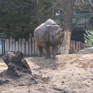 Black Rhino (Diceros bicornis minor)