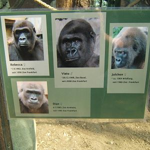 Gorilla Who`s Who