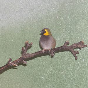 Cuban Grassquit