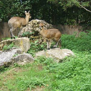 Klipspringer`s