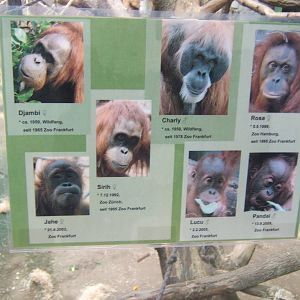 Sumatran Orang-utan Who`s Who