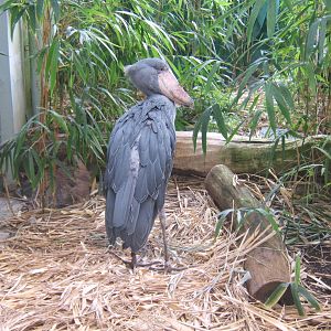 Shoebill