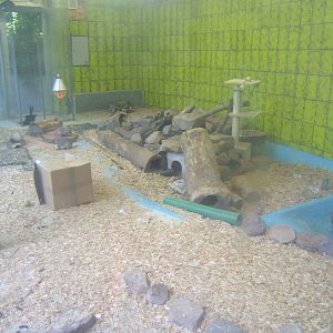 Banded Mongoose exhibit