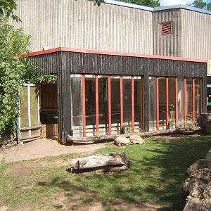 Sulcatta Tortoise enclosure