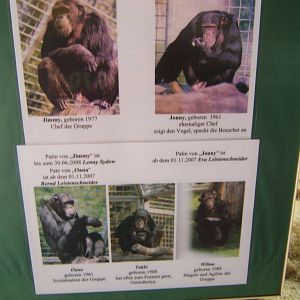 Chimp Who`s Who