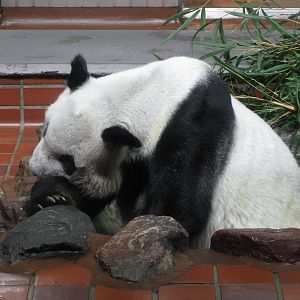 Ling Ling the Giant Panda